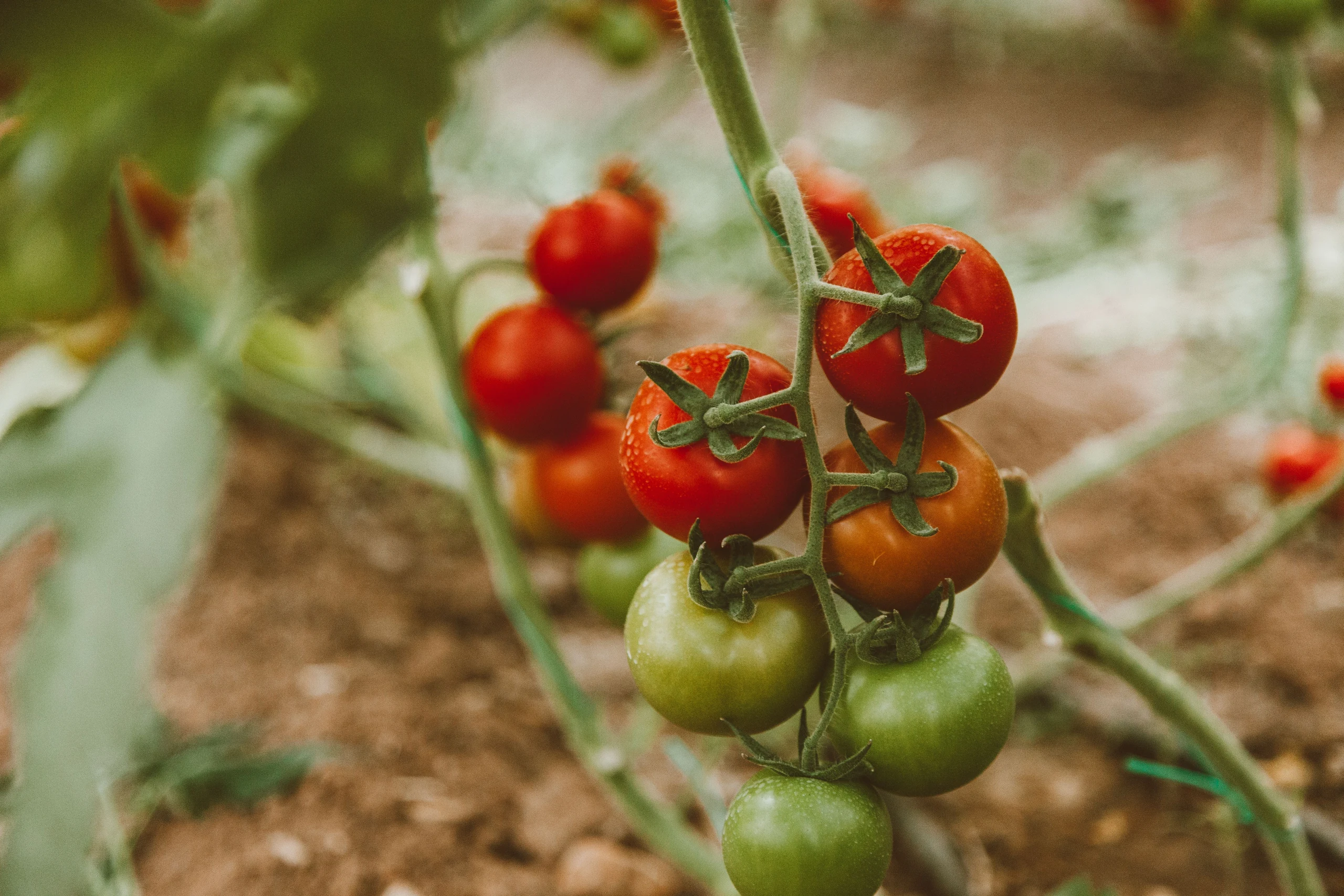 Red and green tomatoes ripening on the vine