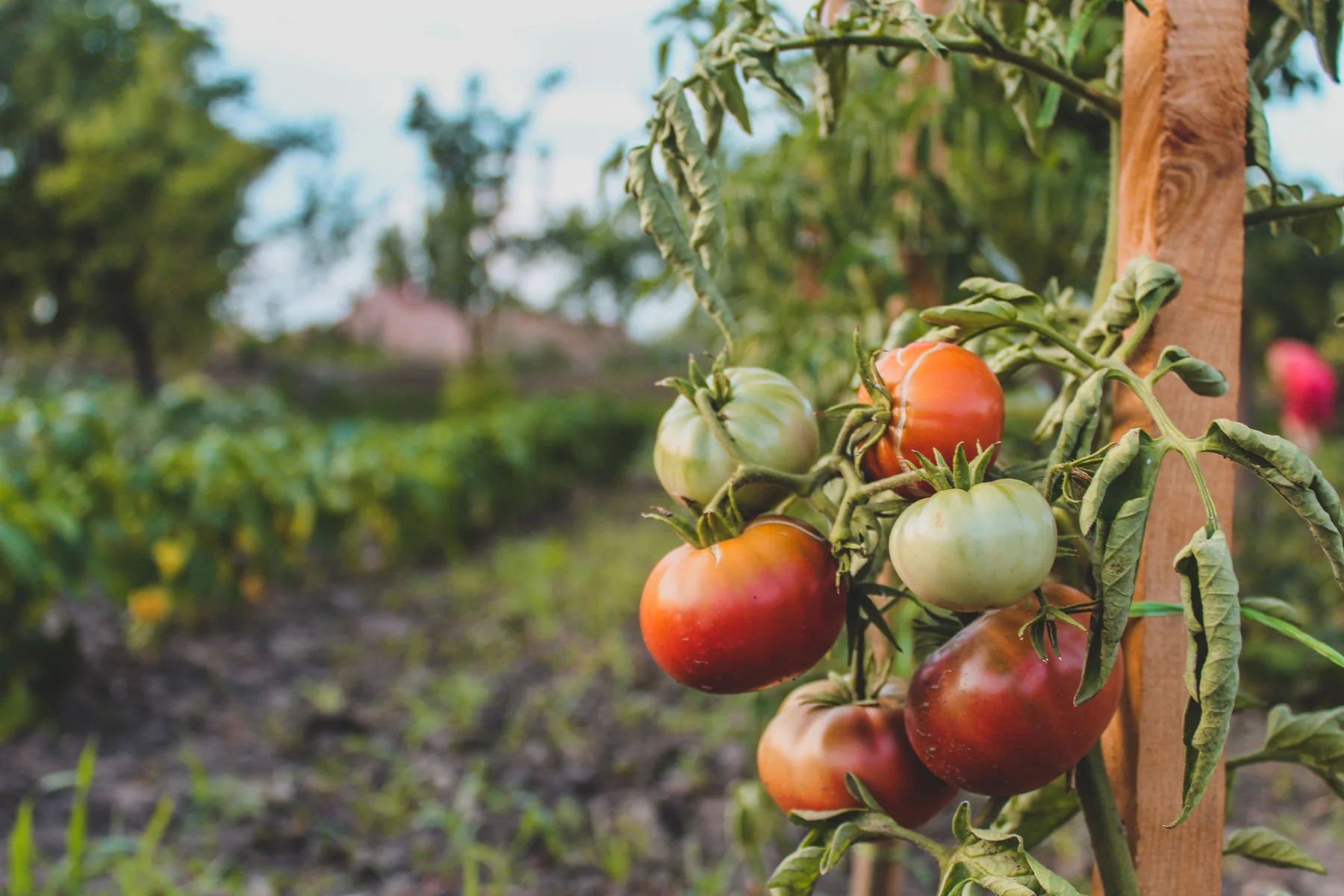 Ripe tomatoes growing among leaves in a garden