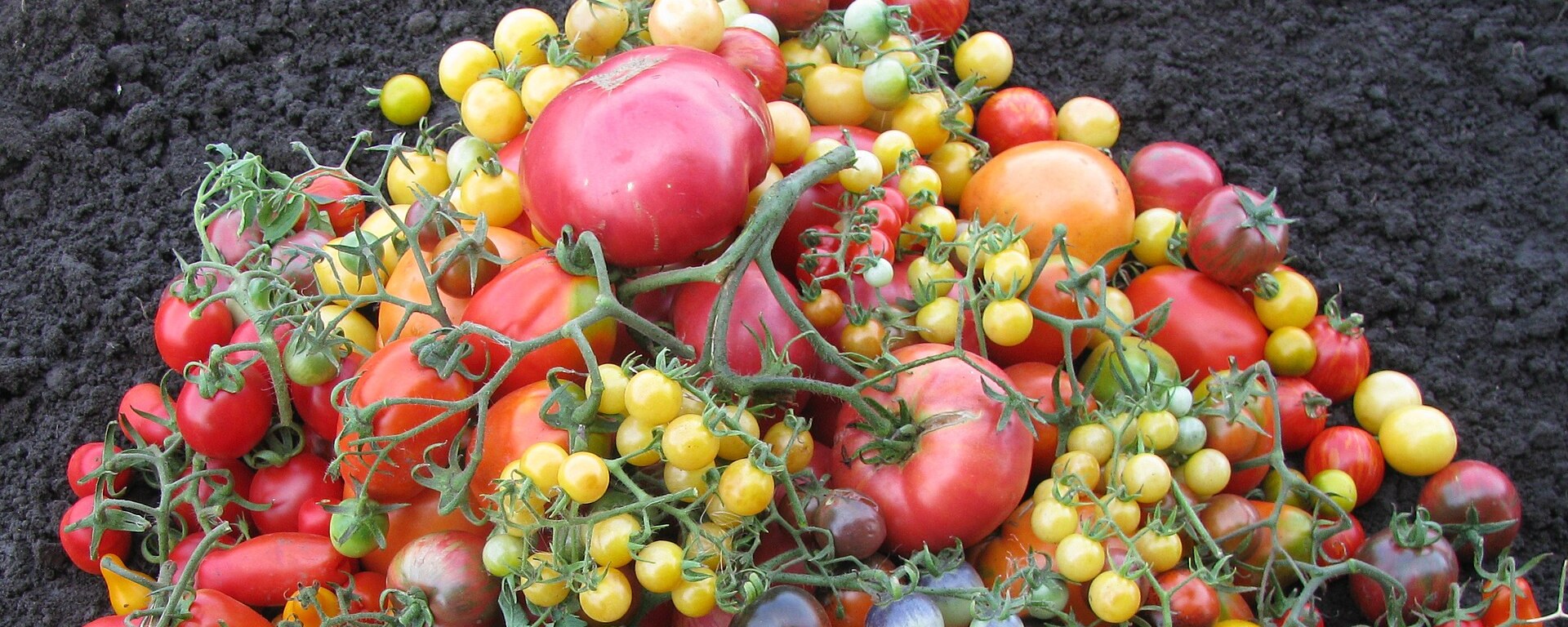 All tomato varieties A–Z | TomatoScout